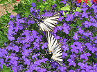 Scarce swallowtail butterflies